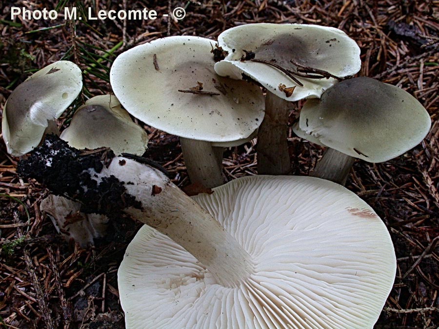 Tricholoma saponaceum