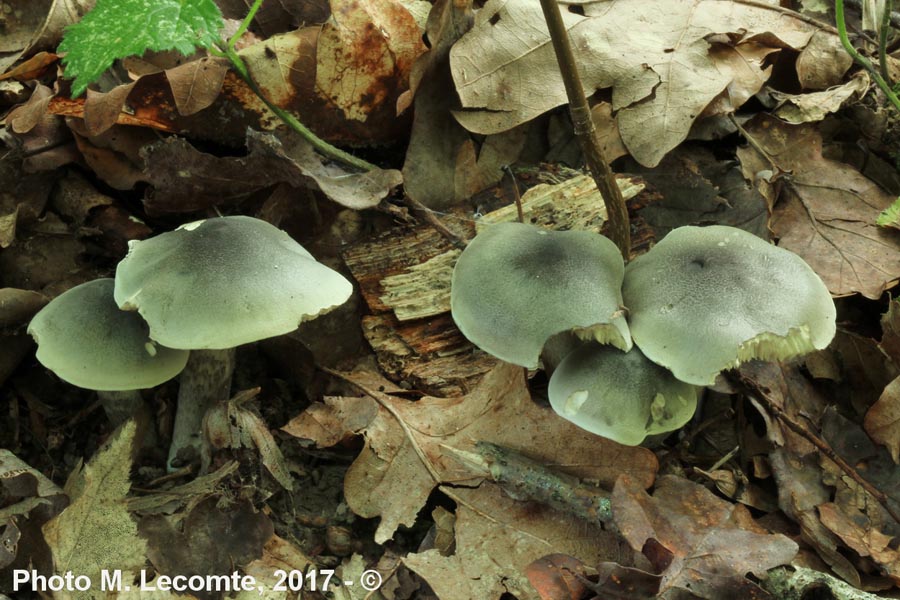 Tricholoma saponaceum