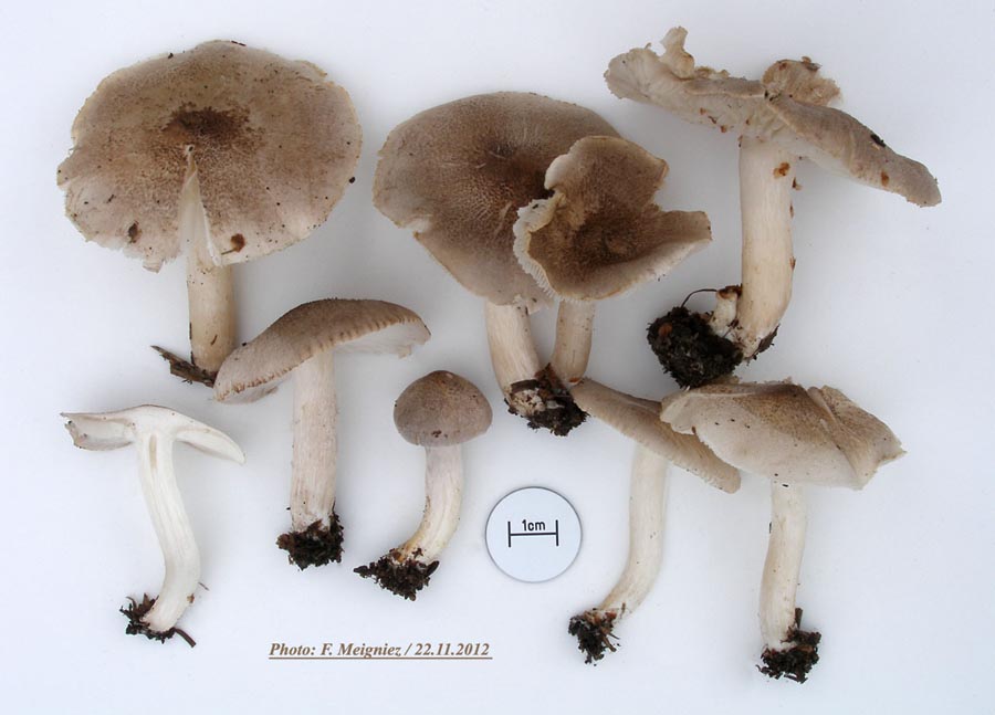 Tricholoma scalpuratum