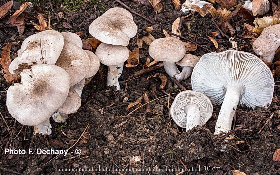 Tricholoma scalpuratum