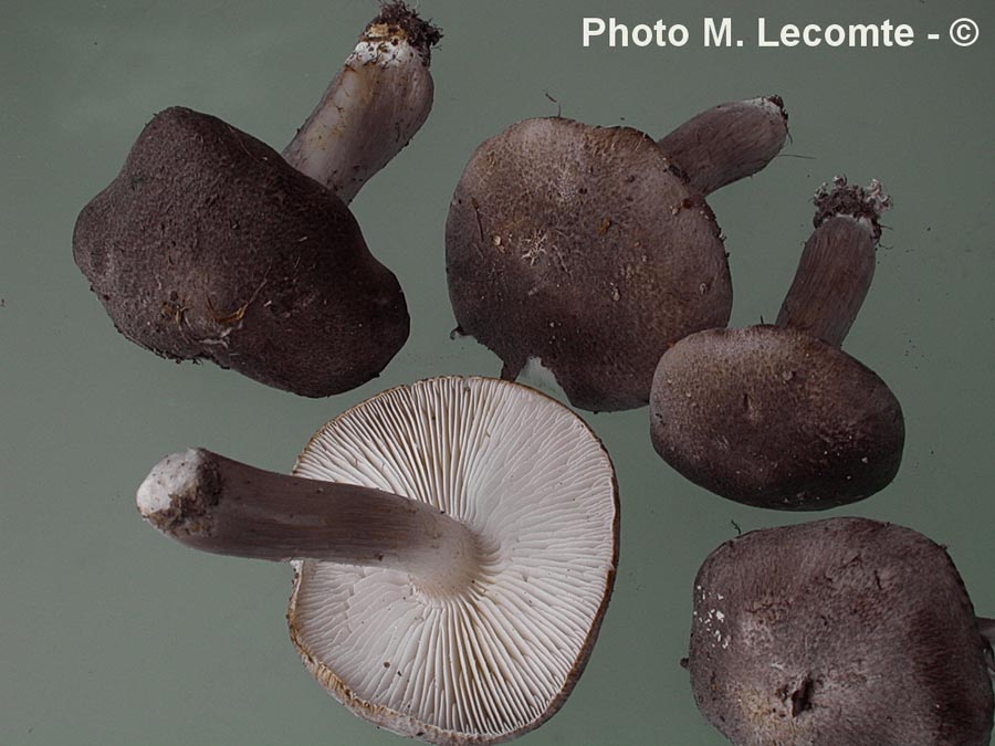 Tricholoma scalpuratum