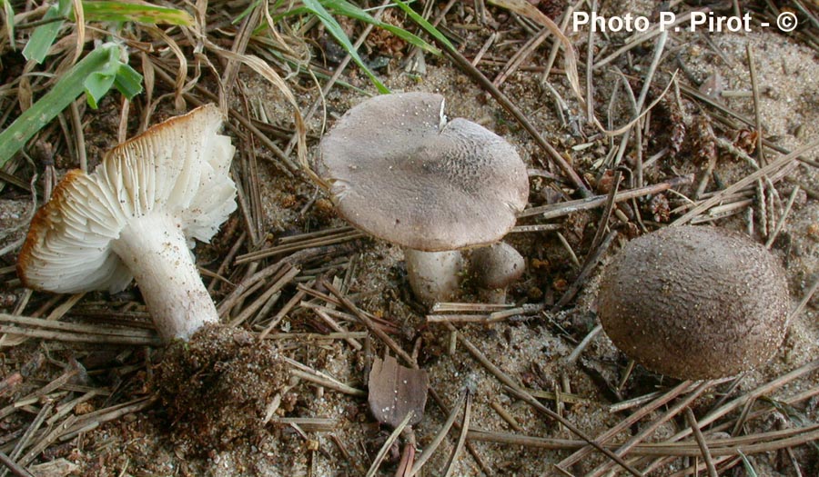 Tricholoma scalpuratum