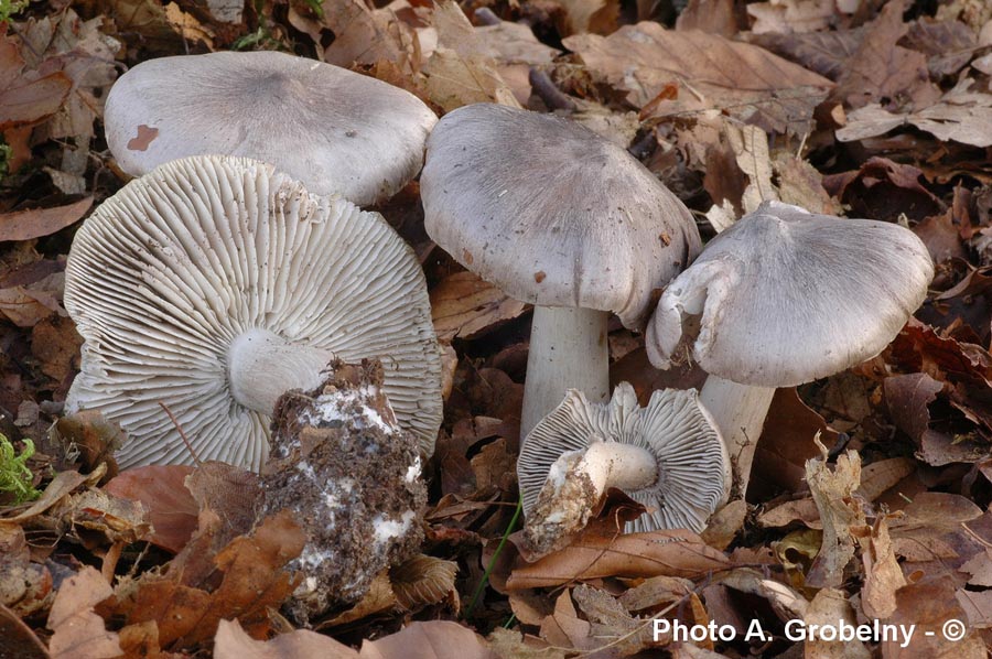 Tricholoma sciodes