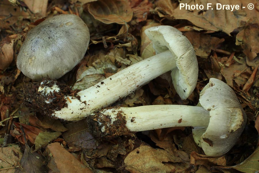 Tricholoma sciodes