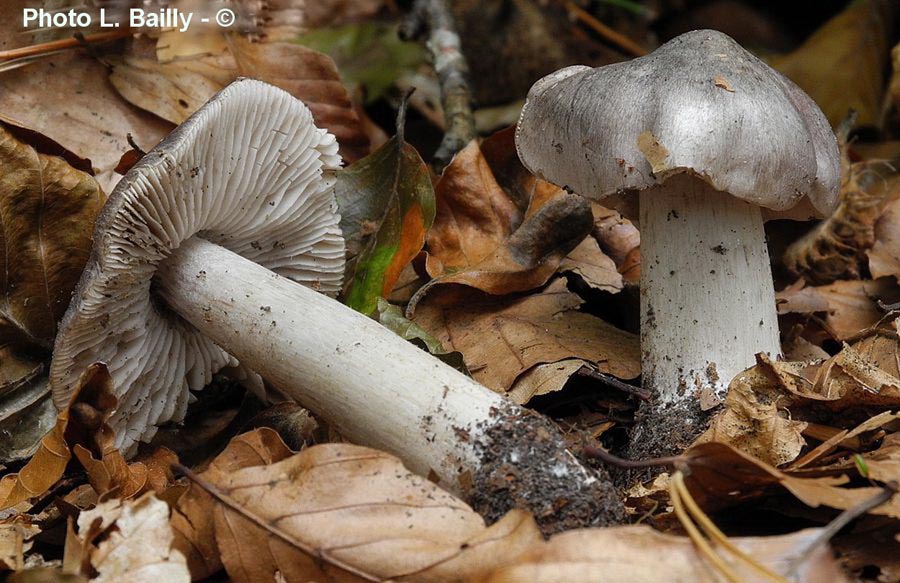 Tricholoma sciodes