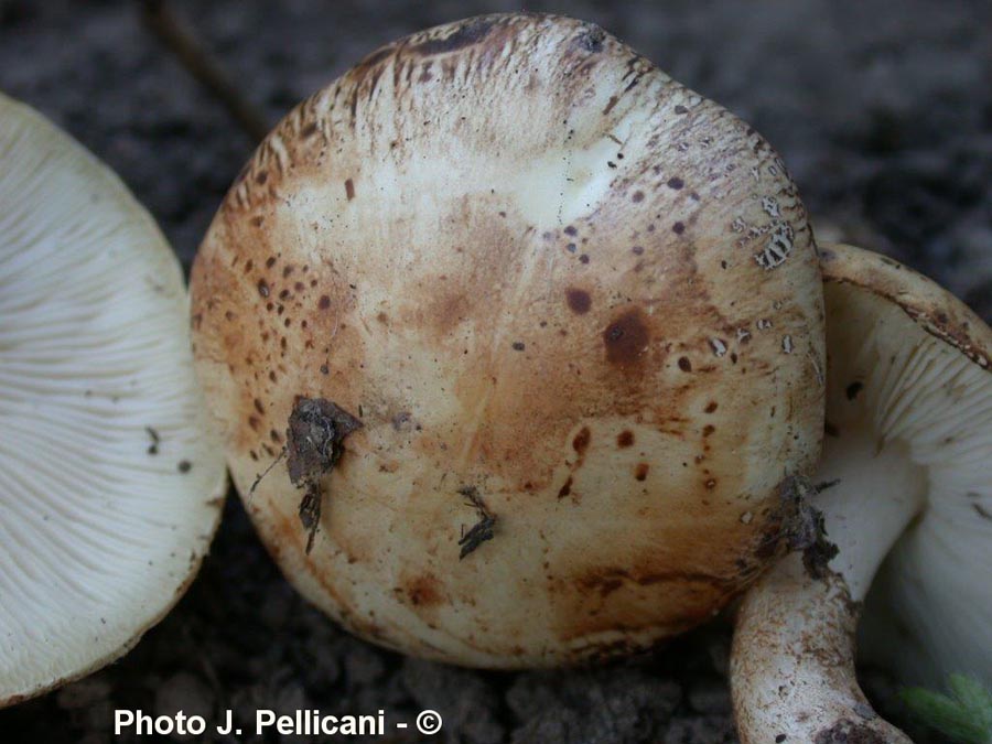 Tricholoma psammopus