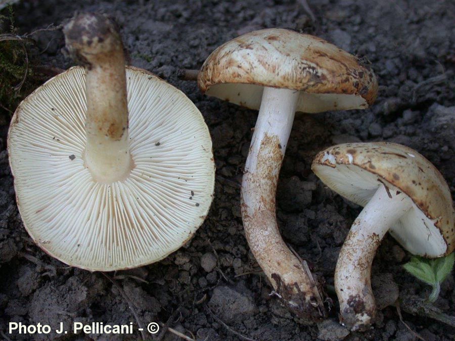 Tricholoma psammopus