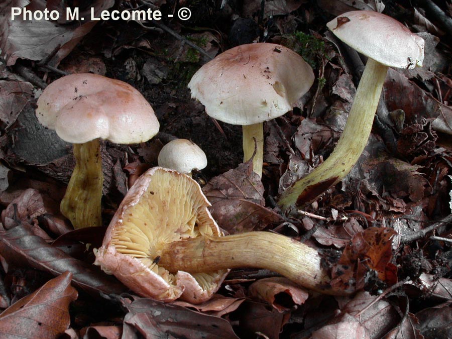 Tricholoma sulfurescens