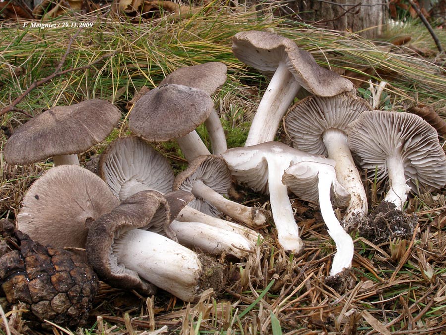 Tricholoma terreum