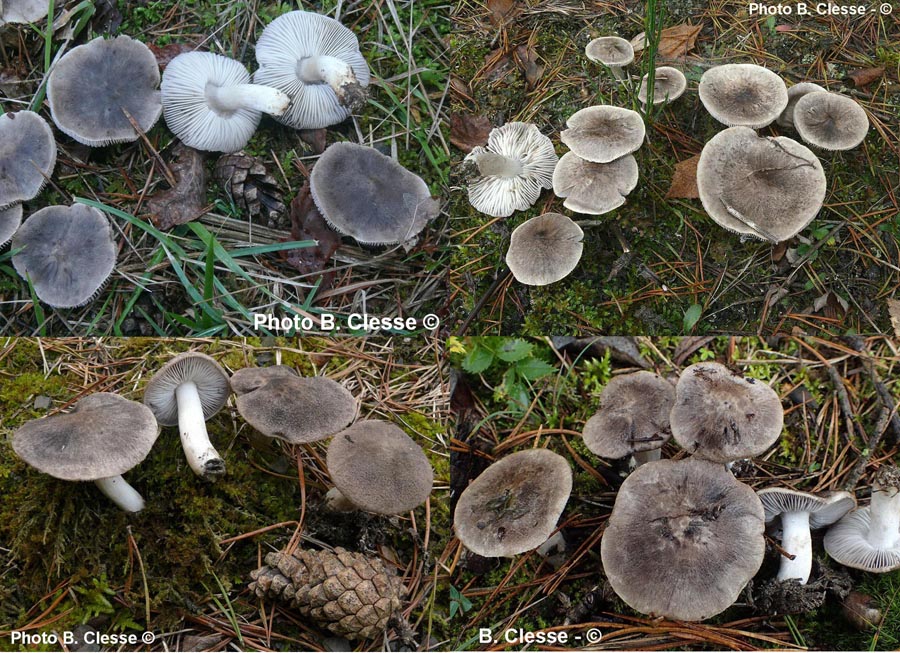 Tricholoma terreum