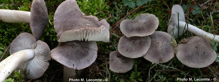 Tricholoma terreum