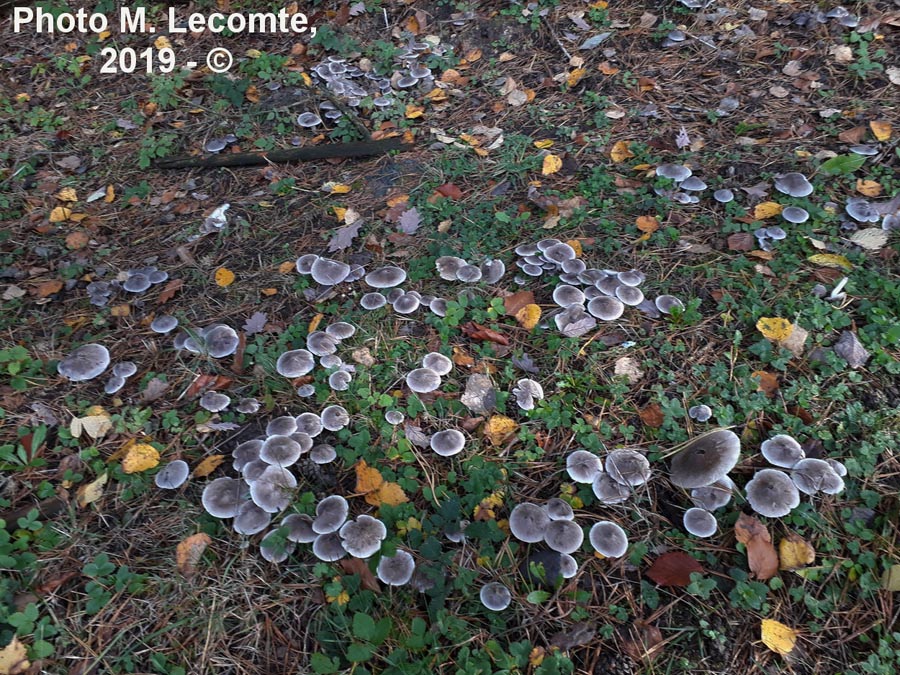 Tricholoma terreum