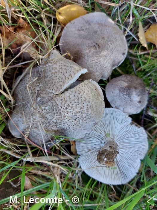 Tricholoma terreum