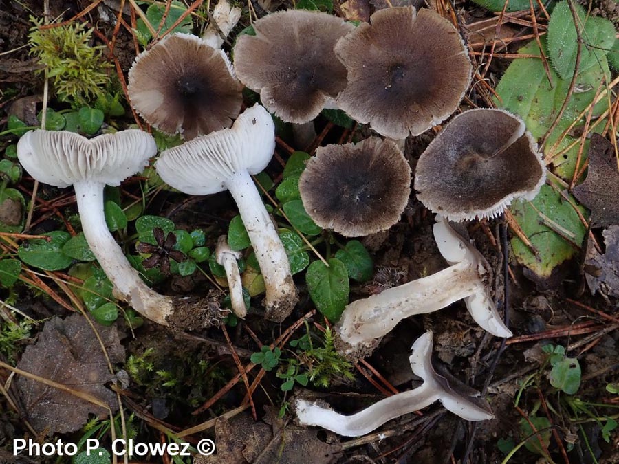 Tricholoma terreum