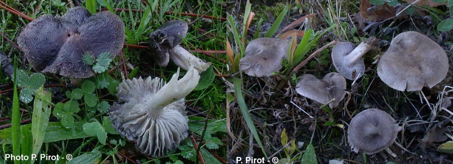 Tricholoma terreum