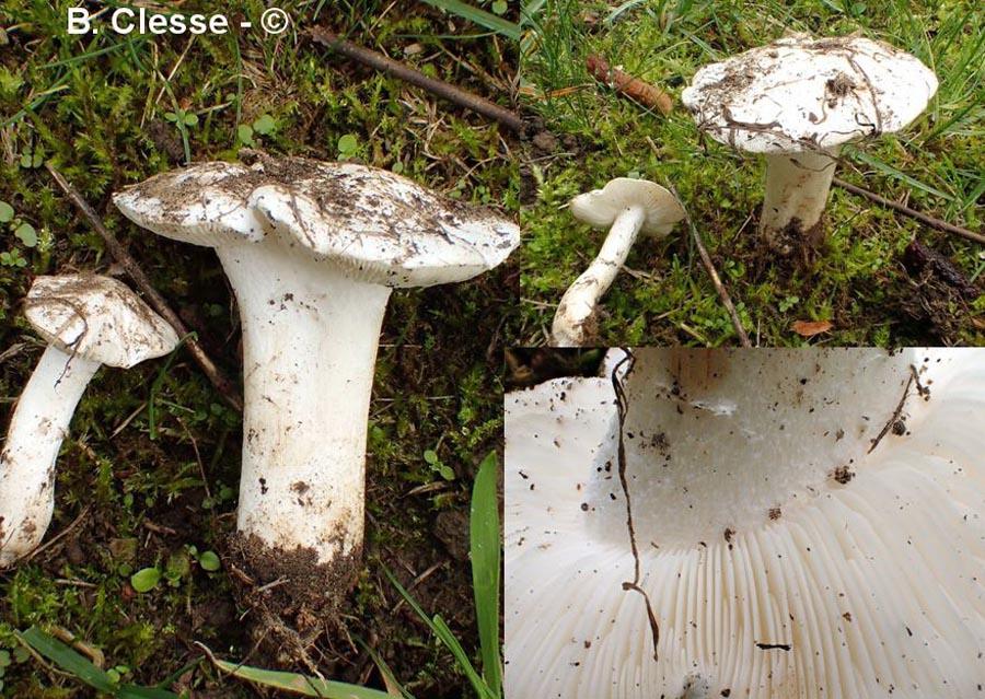 Calocybe constricta (Tricholomella constricta)