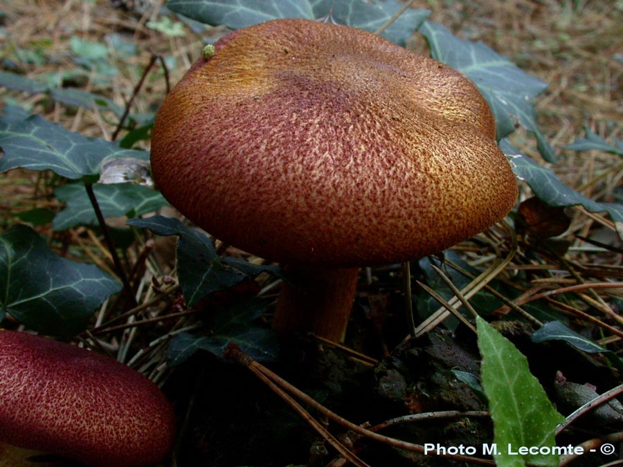 Tricholomopsis rutilans