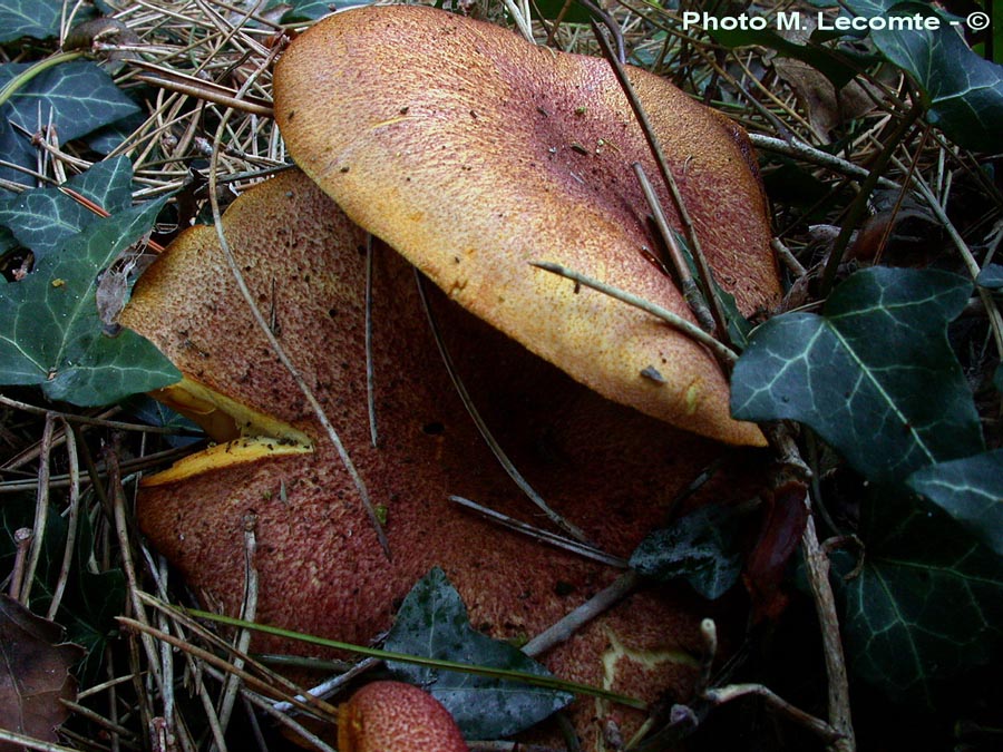 Tricholomopsis rutilans