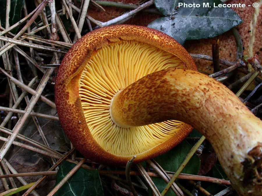 Tricholomopsis rutilans