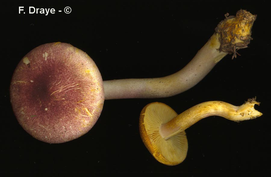 Tricholomopsis rutilans
