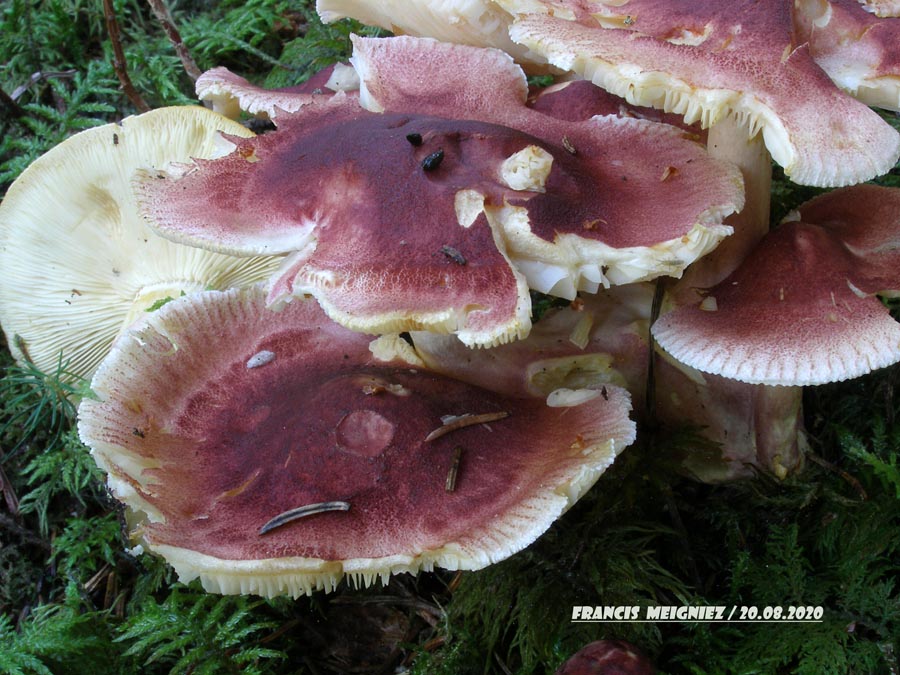 Tricholomopsis rutilans