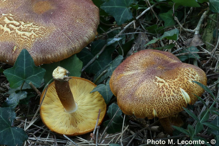 Tricholomopsis rutilans