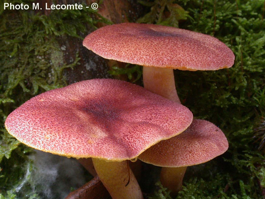 Tricholomopsis rutilans