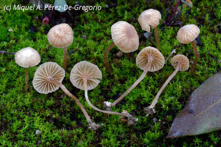 Tubaria cistophila