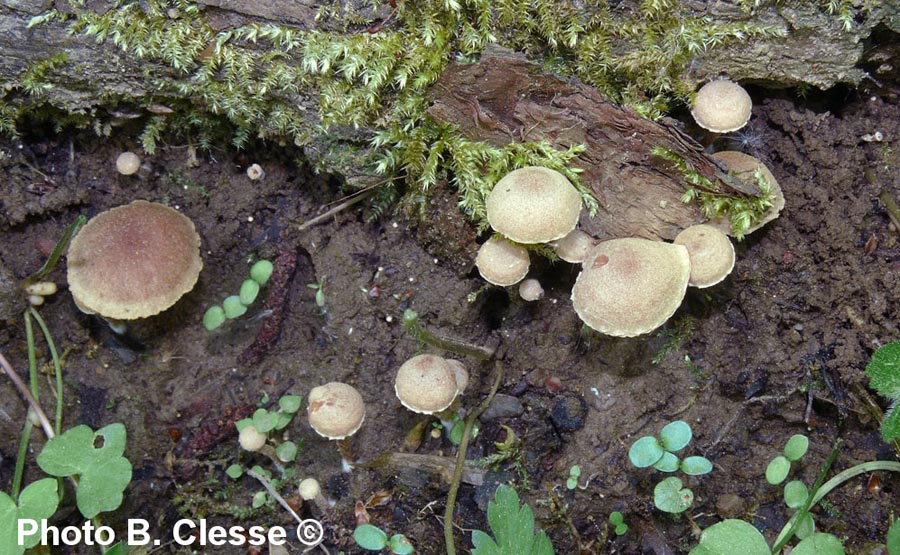 Tubaria conspersa