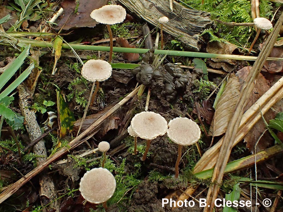 Tubaria conspersa