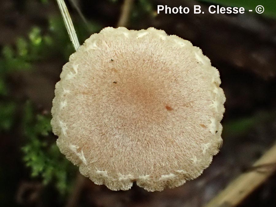 Tubaria conspersa