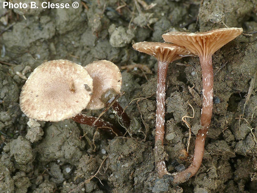 Tubaria conspersa