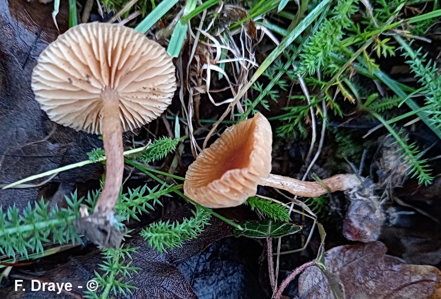 Tubaria conspersa