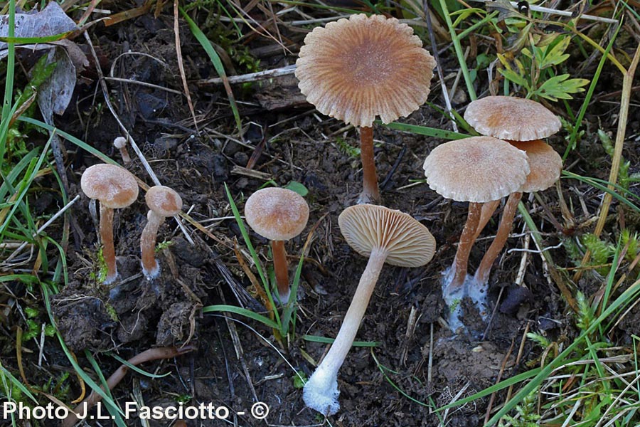 Tubaria conspersa