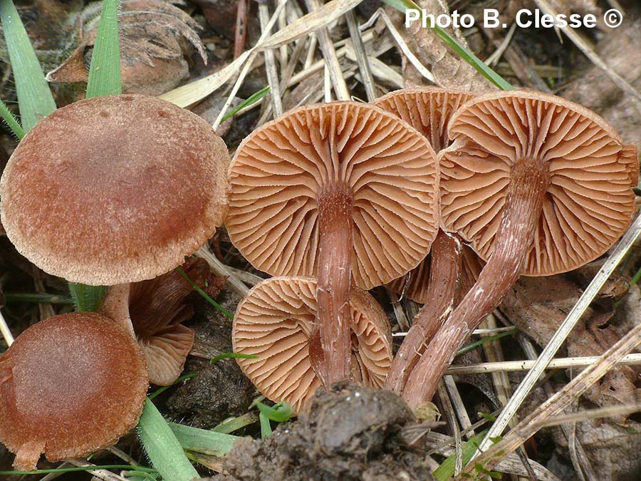 Tubaria furfuracea