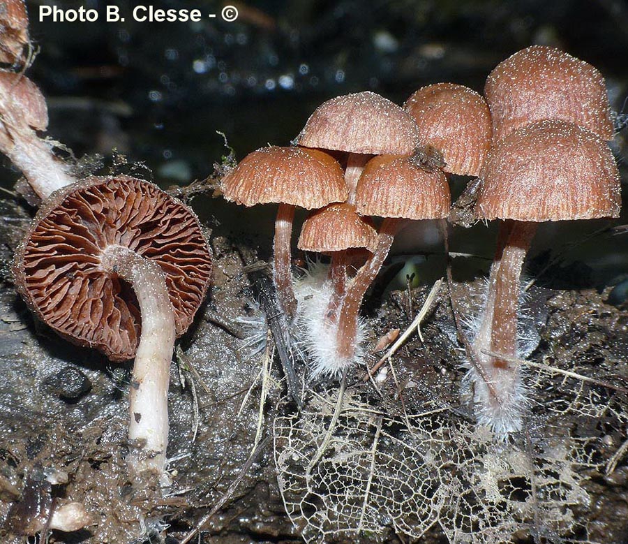 Tubaria furfuracea var. furfuracea