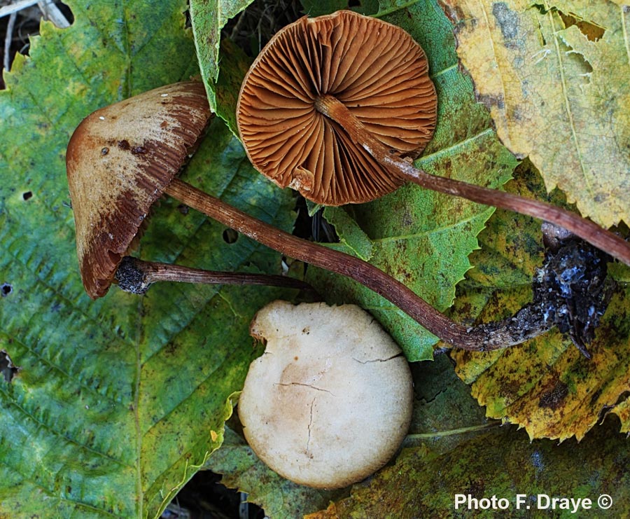 Tubaria furfuracea