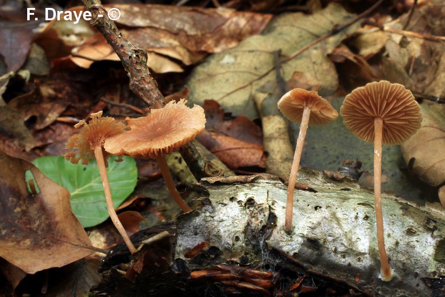 Tubaria hiemalis