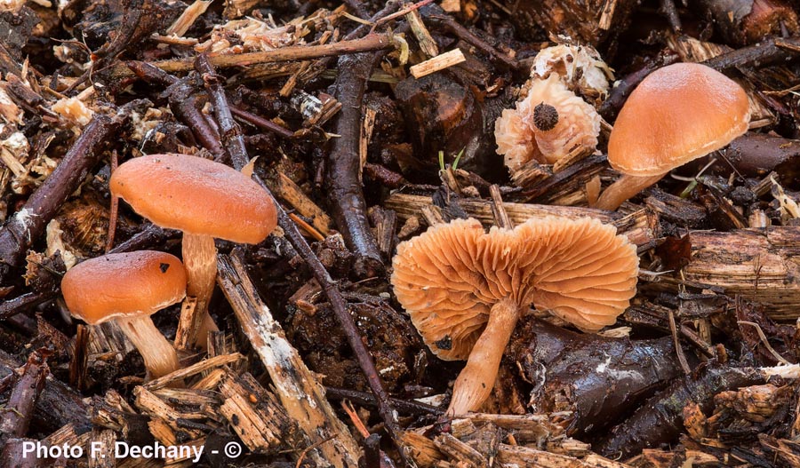 Tubaria hiemalis