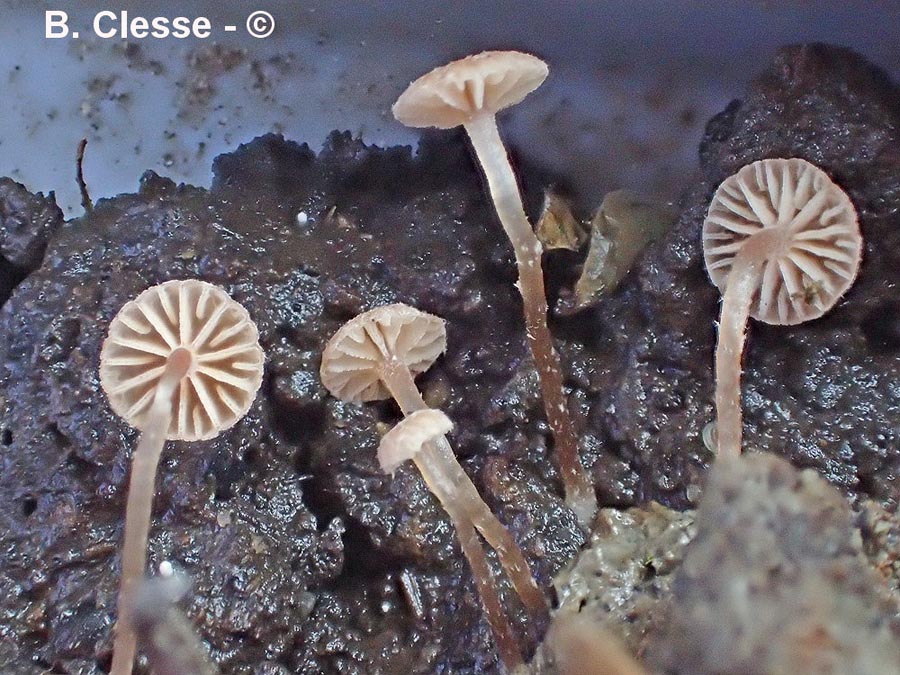 Tubaria minutalis