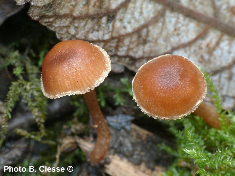 Tubaria romagnesiana