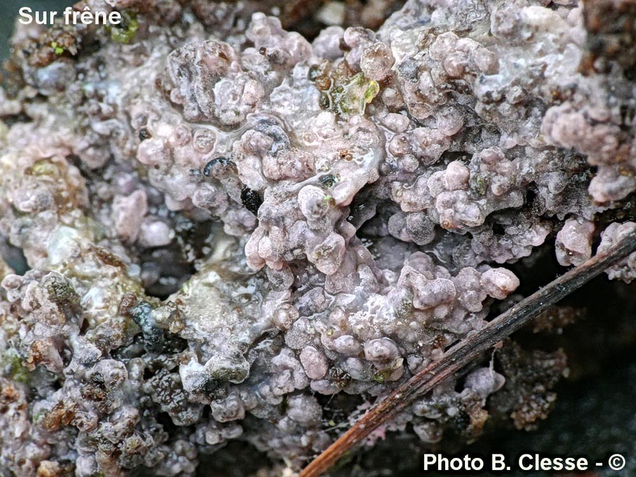 Tulasnella violea