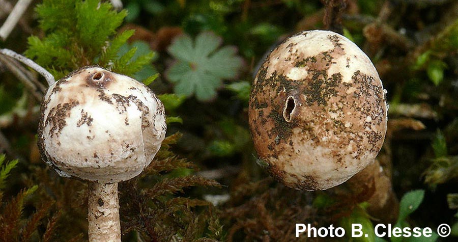 Tulostoma brumale