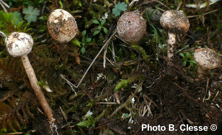 Tulostoma brumale