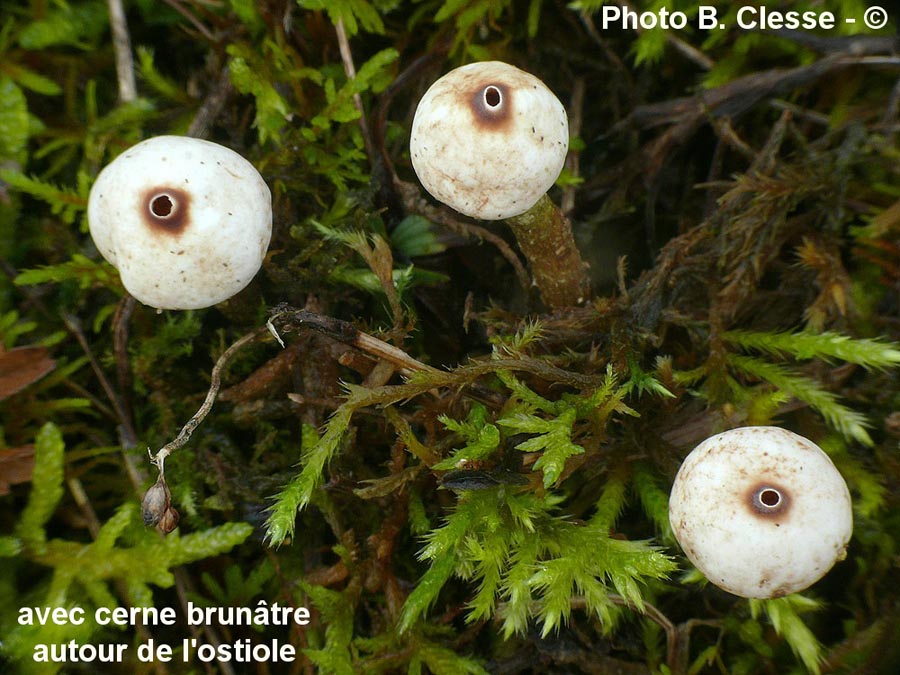 Tulostoma brumale