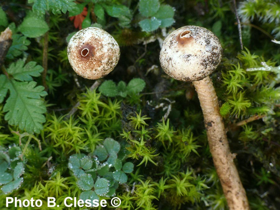 Tulostoma brumale