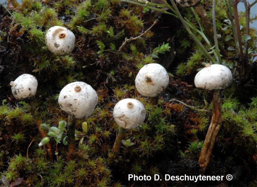 Tulostoma brumale