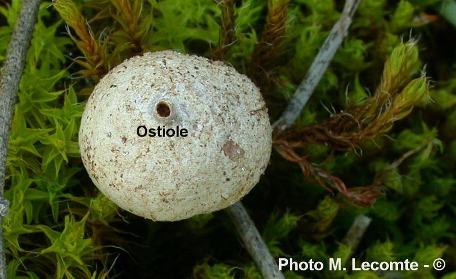 Tulostoma brumale