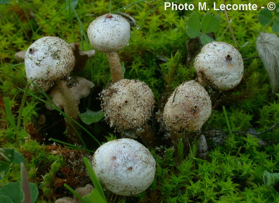 Tulostoma brumale