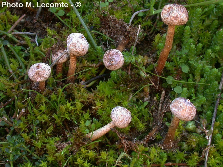 Tulostoma brumale